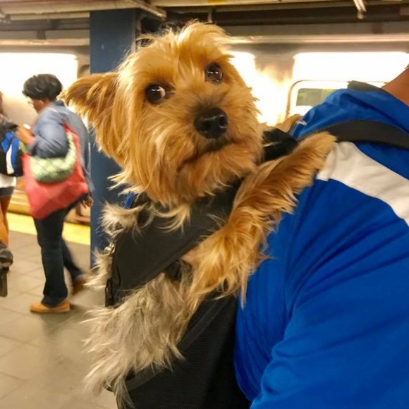 Meet your Posher - Picture 3 of 12